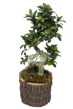 Doğal kütükte bonsai saksı bitkisi  anneye hediye babaya hediye 