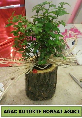 Doğal ağaç kütük içerisinde bonsai ağacı  sevgiliye hediye arkadaşa hediye 