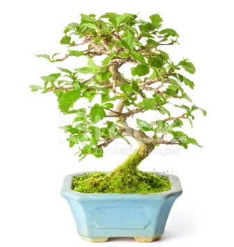S zerkova bonsai kısa süreliğine  anneye hediye babaya hediye 