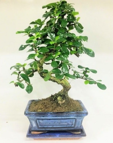 S Bonsai japon ağacı bitkisi  Bebek doğum hediyeleri 
